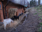 ZOO Ostrava