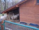 ZOO Ostrava